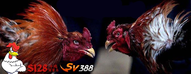 Agen Judi Sabung Ayam Online