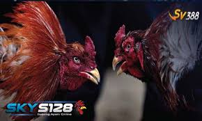Sabung Ayam Online SV388